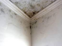 Professional Mold Removal Services in Silver Lake, OH