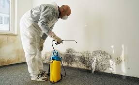 Mold Odor Removal Services in Silver Lake, OH